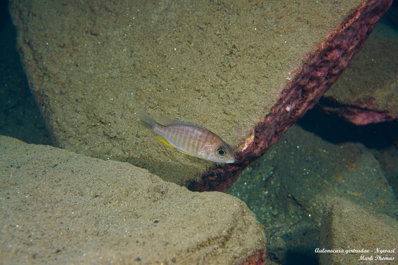 Aulonocara gertrudae 'Ngwasi'